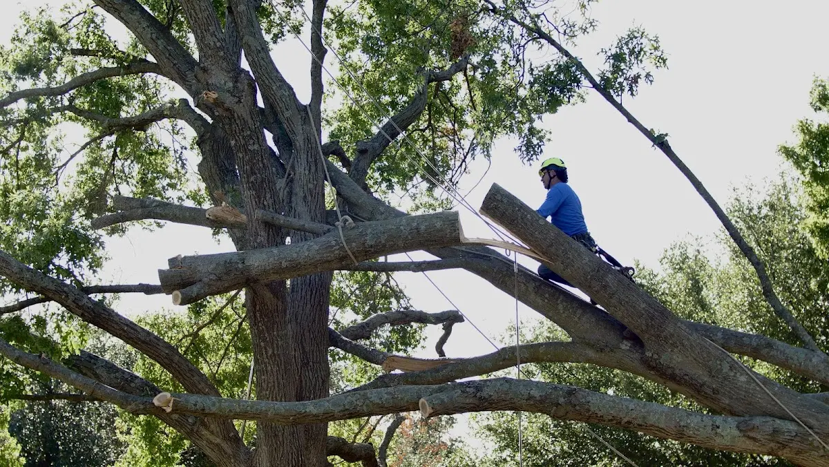 Professional Crown Thinning performed by certified arborists in Fisher