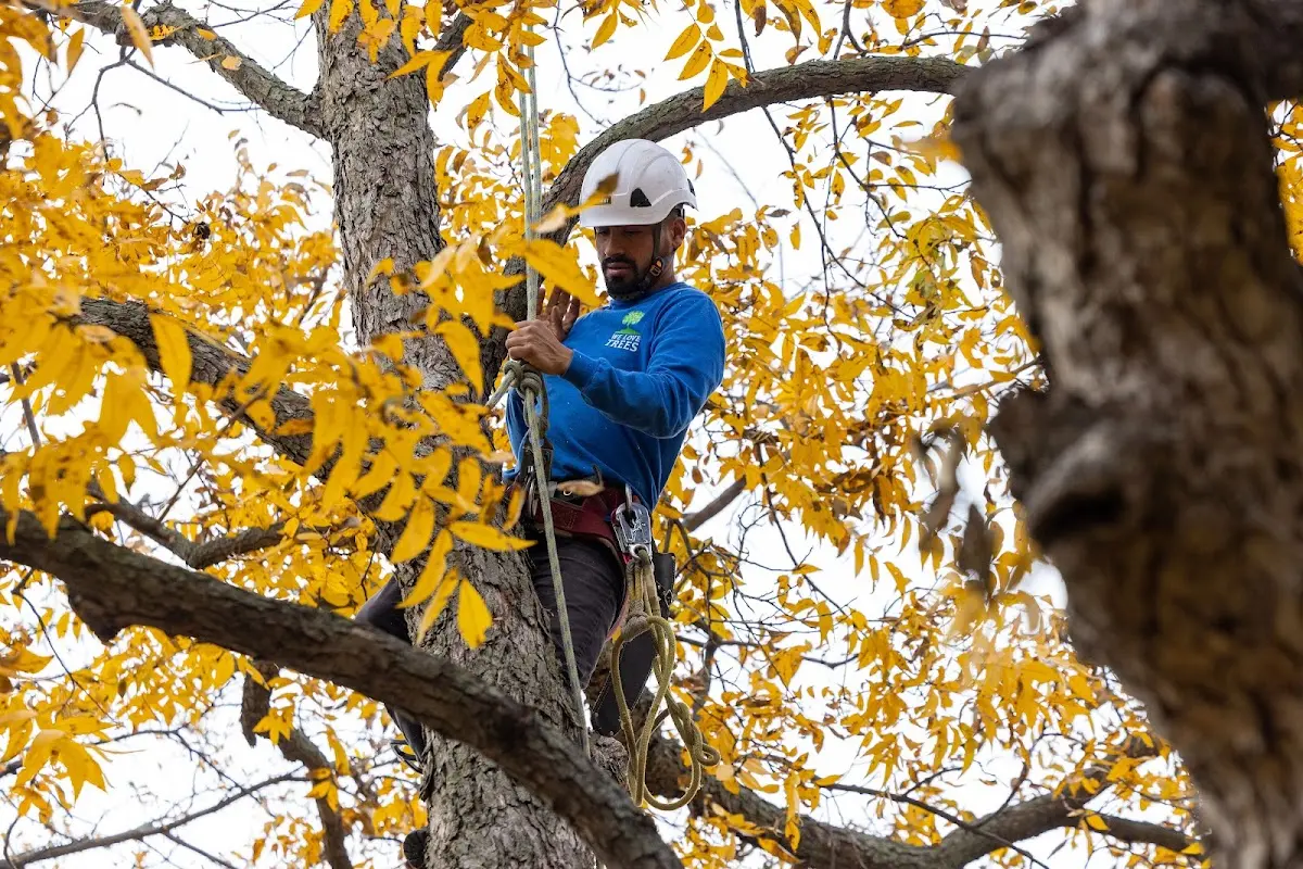 Skilled Tree Pruning crew working in Fisher